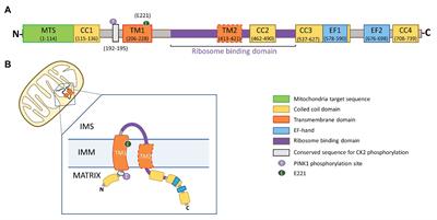 LETM1: A Single Entity With Diverse Impact on Mitochondrial Metabolism and Cellular Signaling